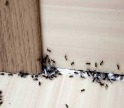 ant control expert