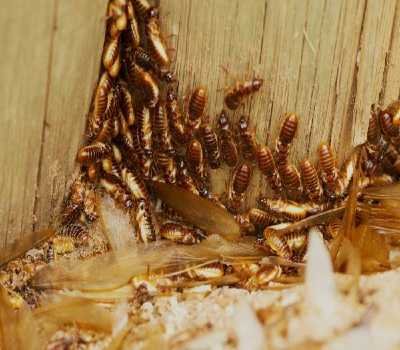 termite control johannesburg